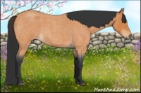 Horse Color:Bay Roan 