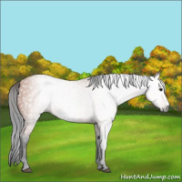 Horse Color:Gray Bay 