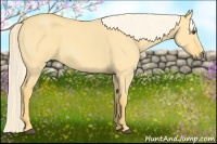 Horse Color:Palomino Roan Dun 