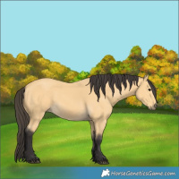 Horse Color:Buckskin 