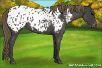 Horse Color:Smoky Blue Roan Appaloosa 