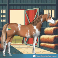 Horse Color:Chestnut Sabino 