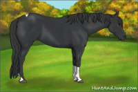 Horse Color:Black Tobiano 
