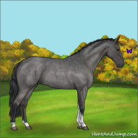 Horse Color:Blue Roan Tobiano
