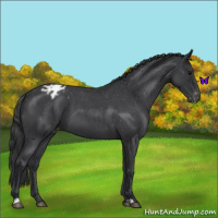 Horse Color:Blue Roan Varnish 