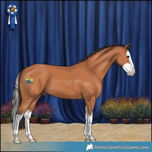 Horse Color:Bay Splash 