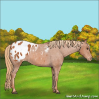Horse Color:Chestnut Appaloosa 