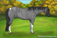 Horse Color:Blue Roan Tobiano 