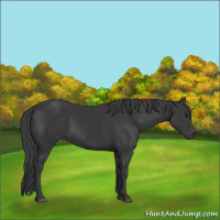 Horse Color:Black 