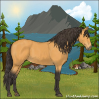 Horse Color:Buckskin 