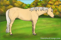 Horse Color:Palomino