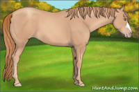 Horse Color:Gold Champagne 