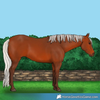 Horse Color:Silver Bay 
