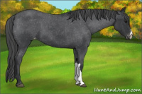 Horse Color:Blue Roan Appaloosa