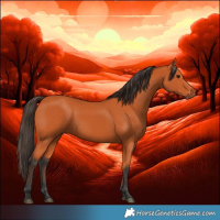 Horse Color:Bay 