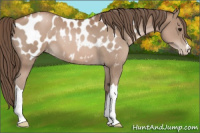 Horse Color:Black Pearl Appaloosa 