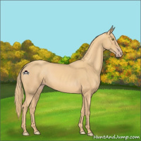 Horse Color:Gold Champagne 