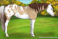 Horse Color:Buckskin Dun Splash Appaloosa 