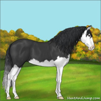 Horse Color:Black Splash 