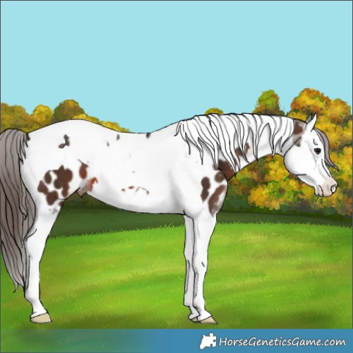 Horse Color:Brown Splash Tobiano Appaloosa 
