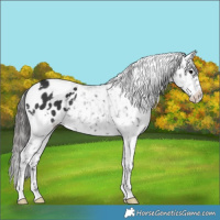 Horse Color:White Spotted Black Appaloosa 
