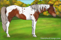 Horse Color:Silver Brown Tobiano 