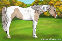 Horse Color:Silver Brown Dun Tobiano Appaloosa 