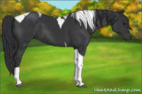 Horse Color:Black Tobiano 