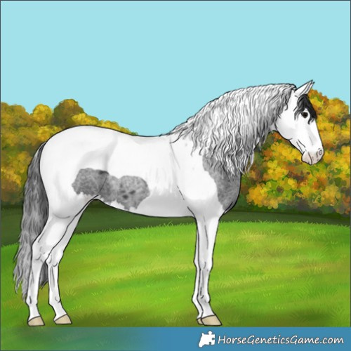 Horse Color:Blue Roan Splash Tobiano 