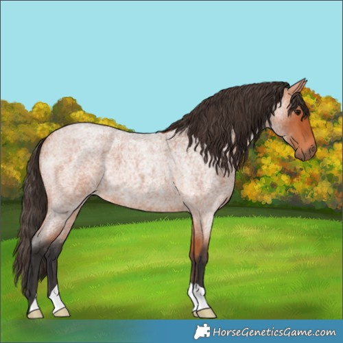 Horse Color:Bay Roan 