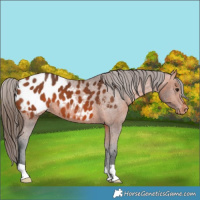 Horse Color:Bay Appaloosa 