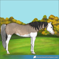 Horse Color:Brown Dun Splash 