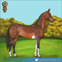 Horse Color:Bay Tobiano Rabicano 
