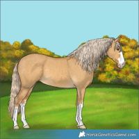 Horse Color:Palomino Dun 