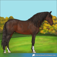 Horse Color:Liver Chestnut 