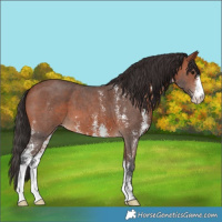 Horse Color:Bay Sabino 