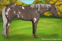Horse Color:White Spotted Silver Black 