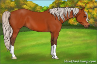 Horse Color:Silver Bay 