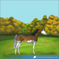 Horse Color:Brown Splash 
