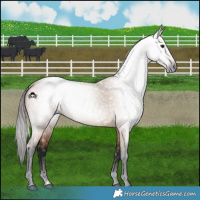 Horse Color:Gray Bay Dun 