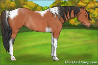 Horse Color:Bay Tobiano Rabicano 