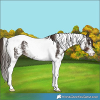 Horse Color:White Spotted Liver Chestnut Tobiano Rabicano 