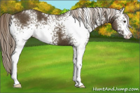 Horse Color:White Spotted Chocolate Palomino 