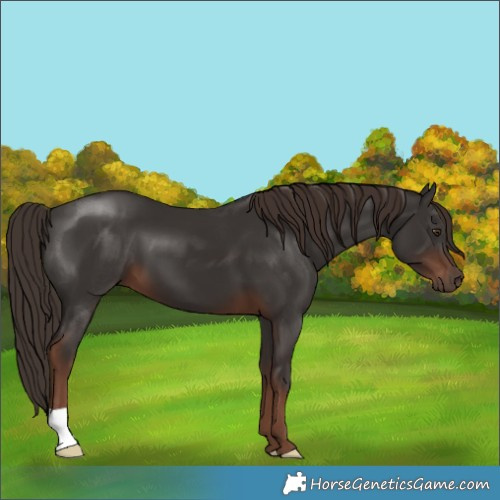 Horse Color:Liver Chestnut 