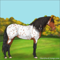 Horse Color:Bay Appaloosa Rabicano 