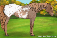 Horse Color:Red Roan Appaloosa Rabicano 