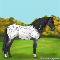 Horse Color:Blue Roan Appaloosa Rabicano 