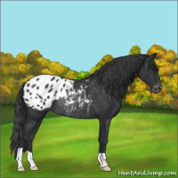 Horse Color:Black Varnish Rabicano 