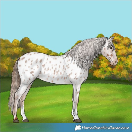 Horse Color:Red Roan Sabino Appaloosa Rabicano 