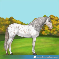 Horse Color:Red Roan Sabino Appaloosa Rabicano 